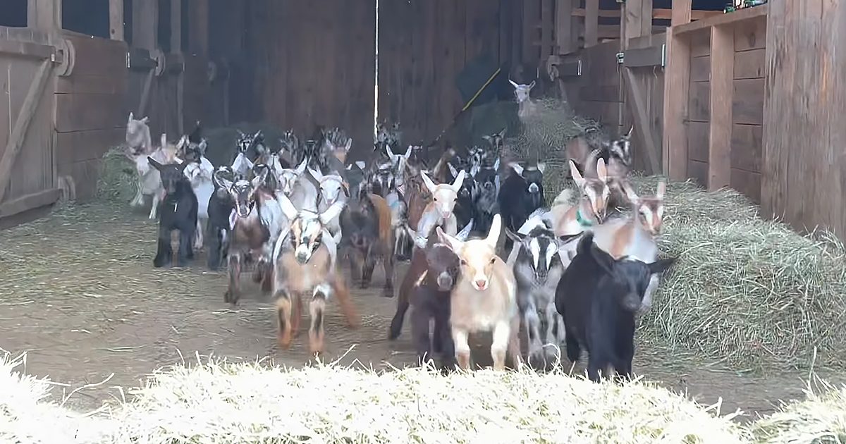 A herd of adult goats with various coat colors including black, white, brown, and combinations thereof, in a wooden barn setting with hay scattered around the floor.