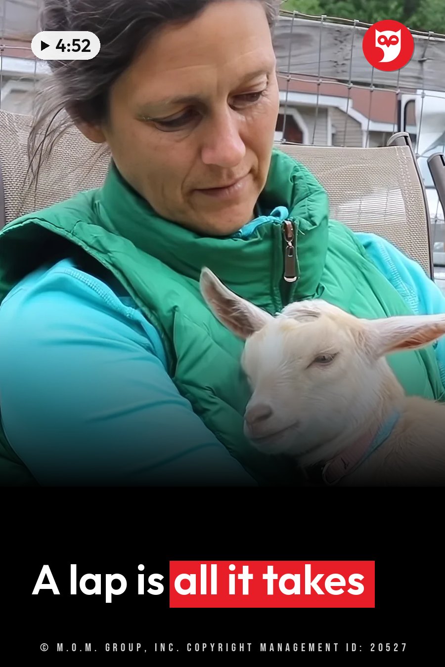 A woman in a green vest holds a small white goat wearing a pink collar on her lap. A headline runs in white letters across the lower third.