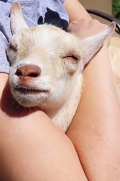 A young adult female wearing a blue t-shirt and jeans stands outdoors with a juvenile baby goat in a rural setting, surrounded by grass and dirt under bright daylight.