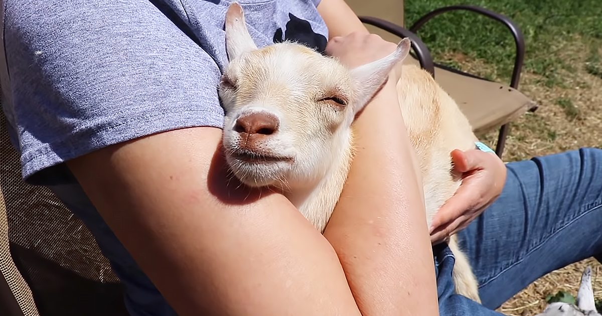 A young adult female wearing a blue t-shirt and jeans stands outdoors with a juvenile baby goat in a rural setting, surrounded by grass and dirt under bright daylight.