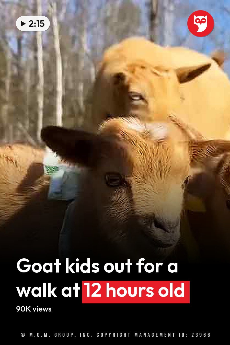 Three young light brown goats in an outdoor grassy area enclosed by a white fence, with trees without leaves suggesting late autumn or winter. The scene is illuminated by natural daylight with midday shadows. The headline runs in white letters across the lower third.