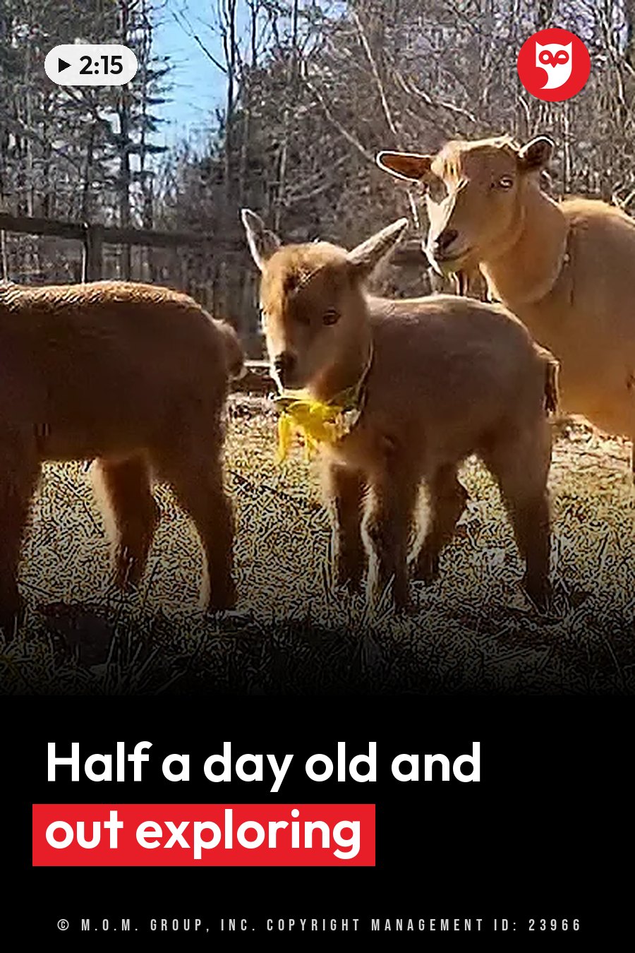 Three light brown goats stand together on grass near bare trees, one of them wearing a yellow collar. A headline runs in white letters across the lower third.