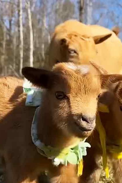 Three young light brown goats in an outdoor grassy area enclosed by a white fence, with trees without leaves suggesting late autumn or winter. The scene is illuminated by natural daylight with midday shadows.