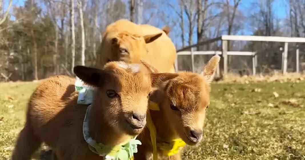Three young light brown goats in an outdoor grassy area enclosed by a white fence, with trees without leaves suggesting late autumn or winter. The scene is illuminated by natural daylight with midday shadows.