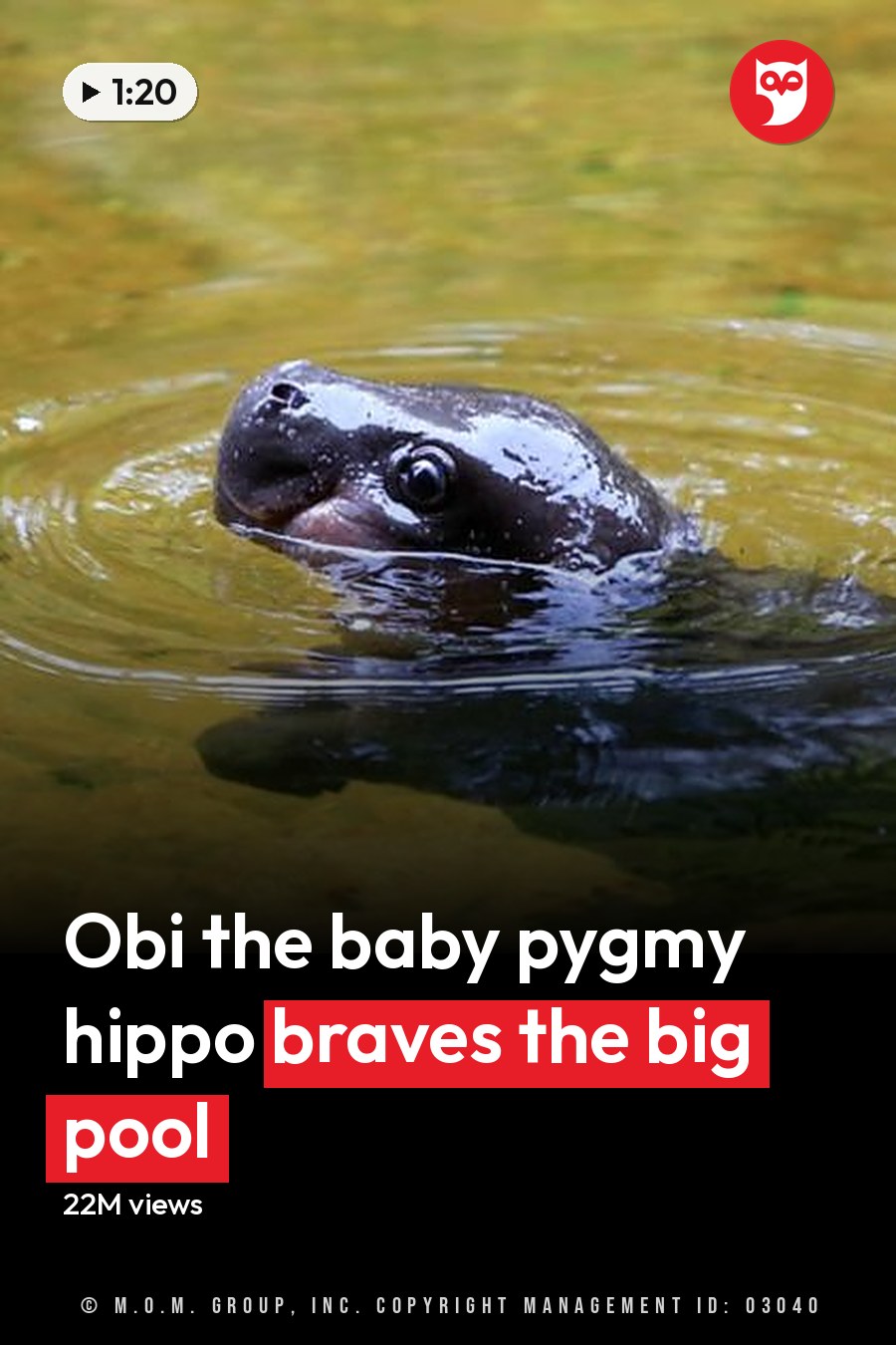 Turtle moving in a natural water body, surrounded by rippling water with daytime lighting. The headline runs in white letters across the lower third.