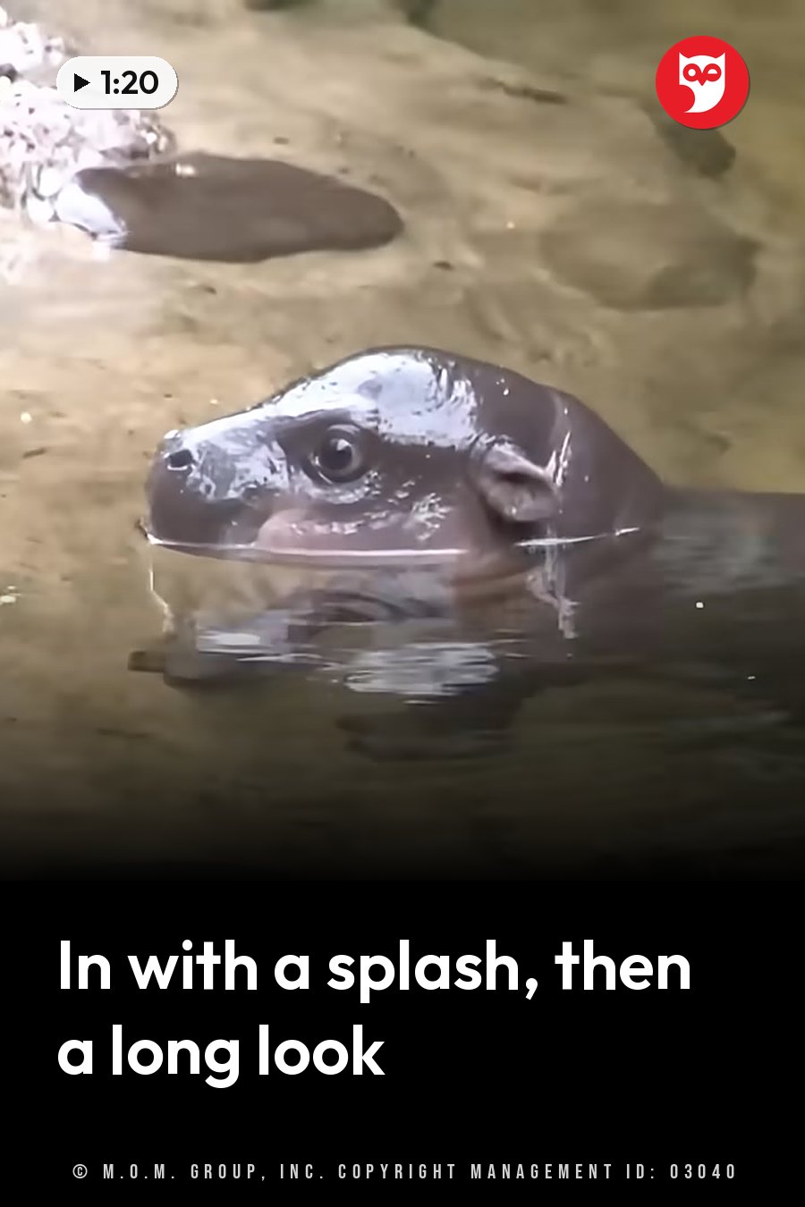 A baby pygmy hippo floats in shallow water with his head above the surface, looking straight ahead with dark eyes. A headline runs in white letters across the lower third.