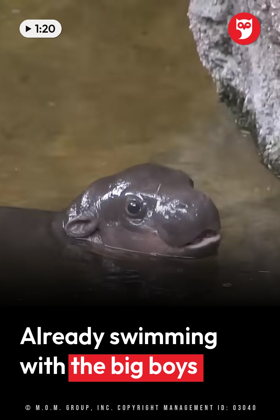 A baby pygmy hippo with large eyes peeks out of murky water near a rock. A headline runs in white letters across the lower third.