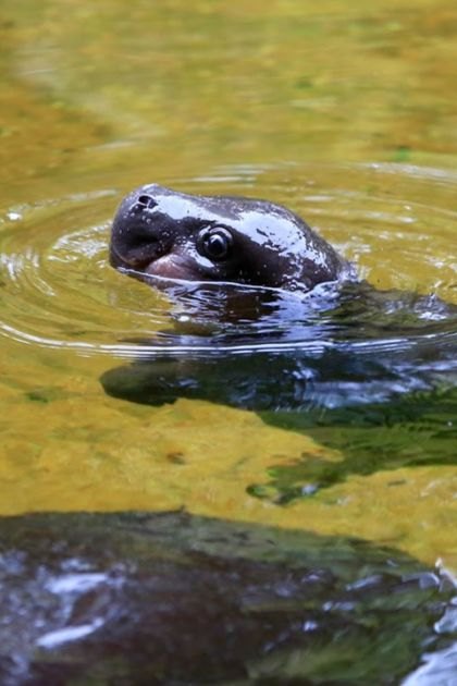 Turtle moving in a natural water body, surrounded by rippling water with daytime lighting.