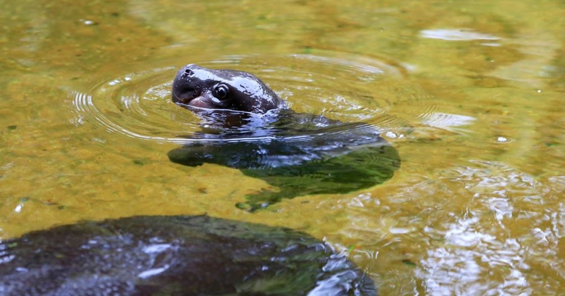 Turtle moving in a natural water body, surrounded by rippling water with daytime lighting.