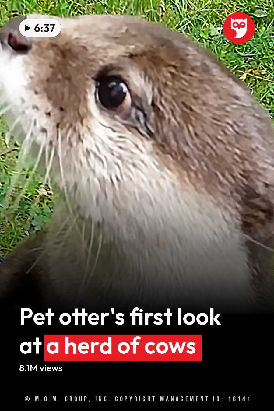 An otter with light brown fur and white markings, wearing a collar and attached to a leash in an outdoor grassy area. The headline runs in white letters across the lower third.