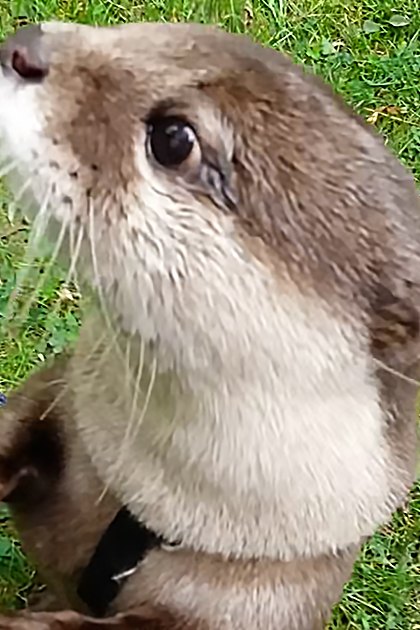 An otter with light brown fur and white markings, wearing a collar and attached to a leash in an outdoor grassy area.
