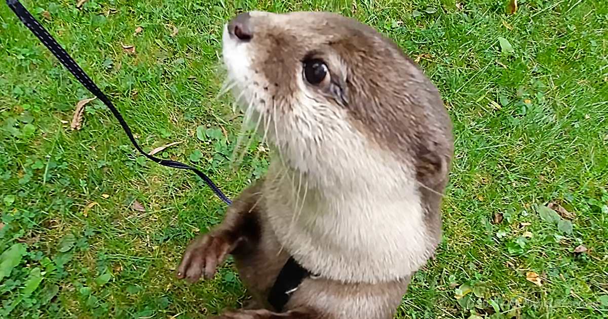 An otter with light brown fur and white markings, wearing a collar and attached to a leash in an outdoor grassy area.