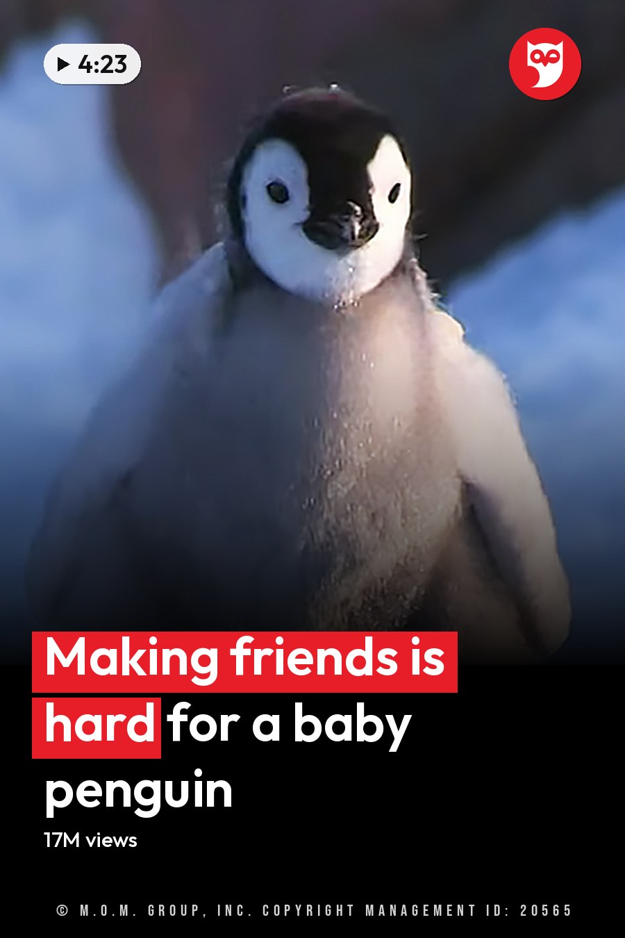 A juvenile emperor penguin chick with downy feathers, white body with black markings around eyes and back, standing on a snowy landscape with rocky terrain in Antarctica during winter with clear daylight conditions. The headline runs in white letters across the lower third.