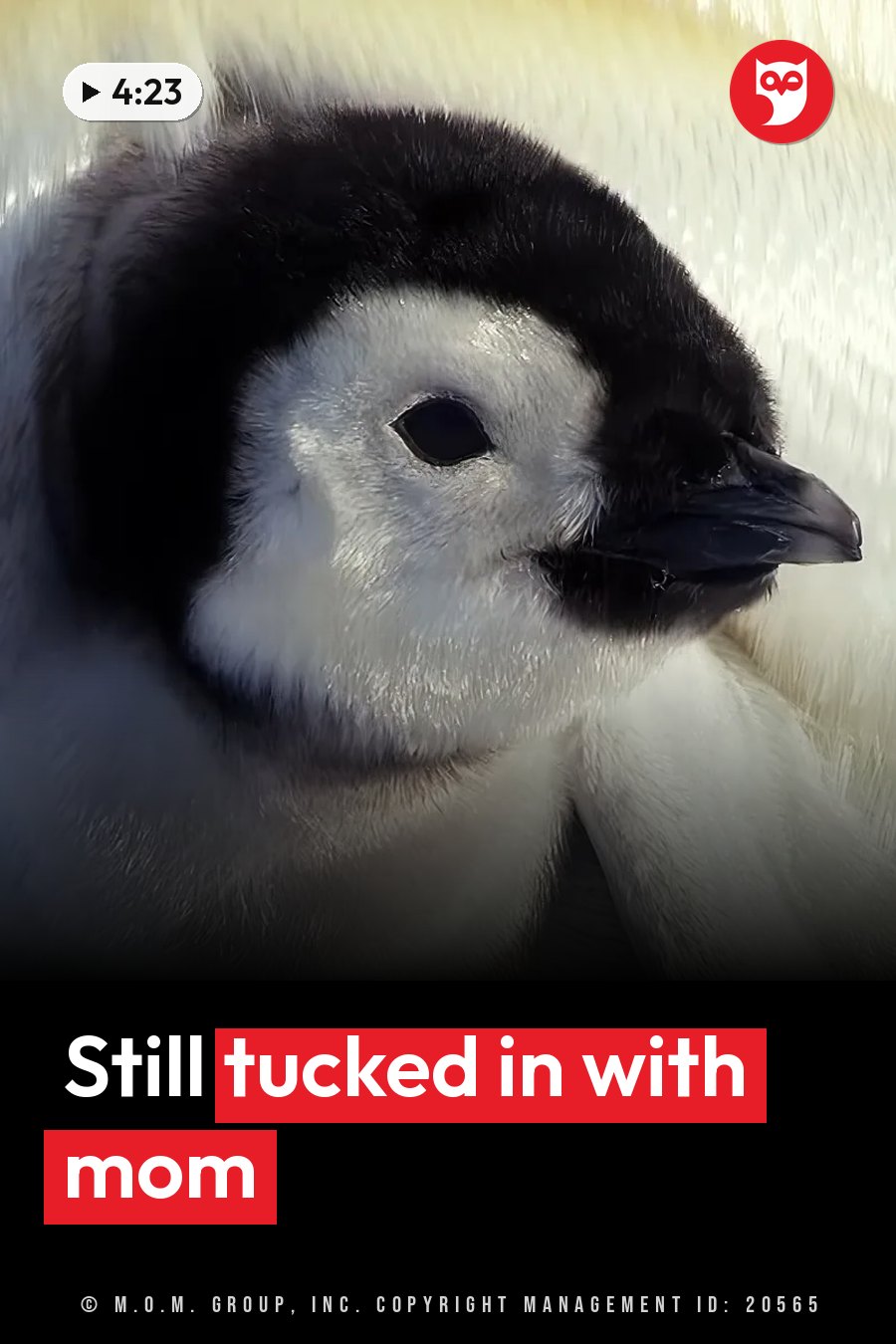 A young penguin chick rests on soft white fluff, its black beak slightly open and its eyes closed. A headline runs in white letters across the lower third.