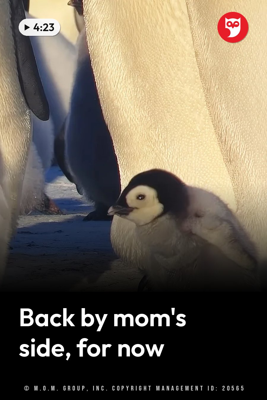 A small penguin chick stands near larger penguins on snowy ground, partly hidden behind an adult. A headline runs in white letters across the lower third.