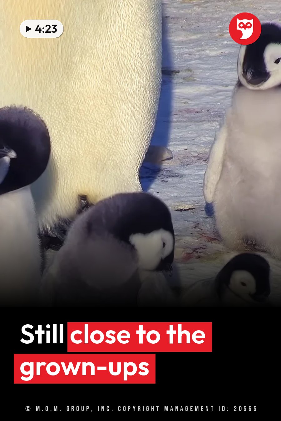 Several penguin chicks huddle near an adult penguin on icy ground. A headline runs in white letters across the lower third.