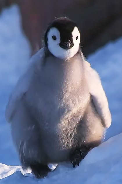 A juvenile emperor penguin chick with downy feathers, white body with black markings around eyes and back, standing on a snowy landscape with rocky terrain in Antarctica during winter with clear daylight conditions.