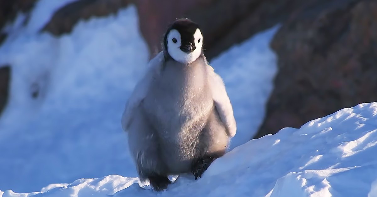 A juvenile emperor penguin chick with downy feathers, white body with black markings around eyes and back, standing on a snowy landscape with rocky terrain in Antarctica during winter with clear daylight conditions.