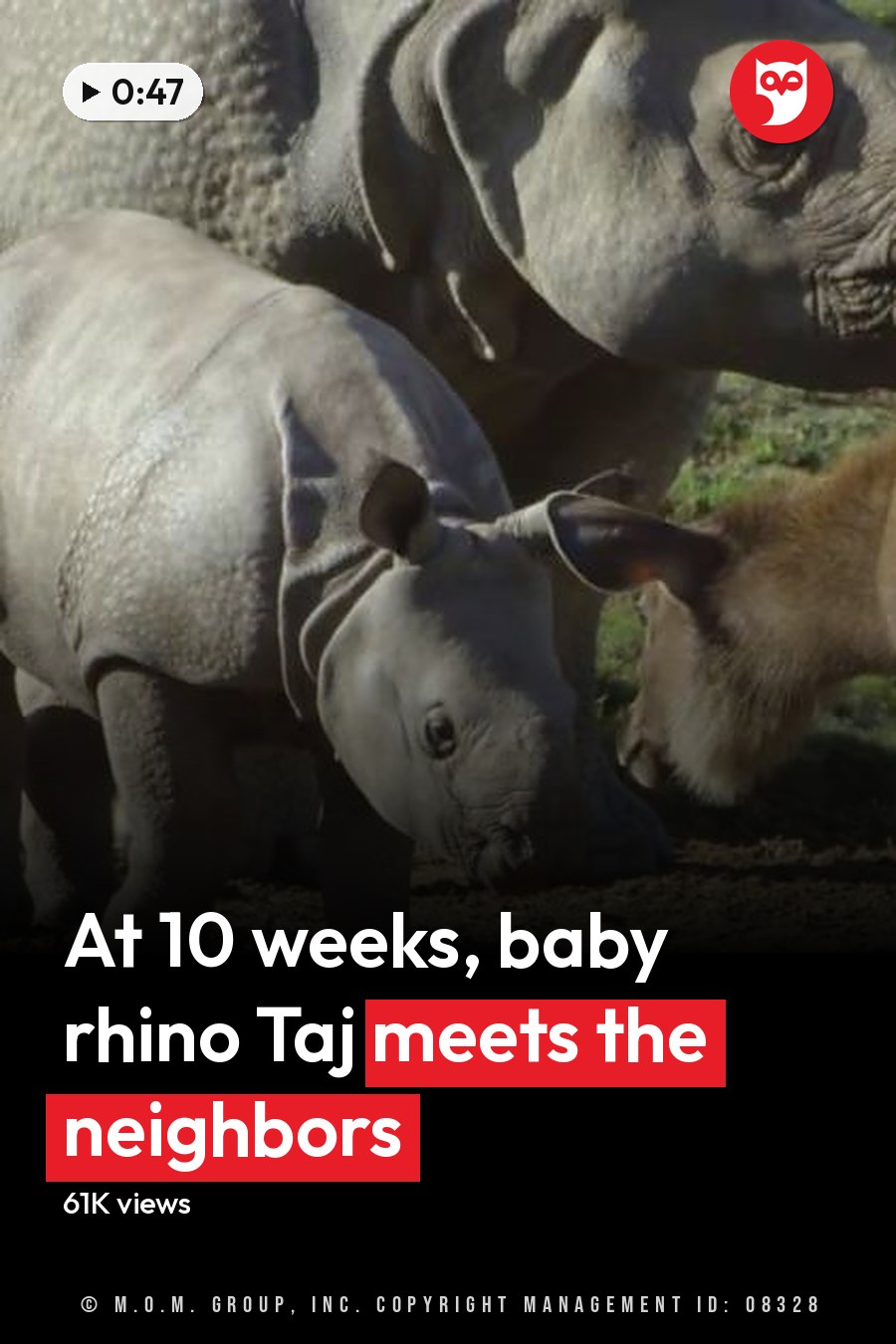 A baby rhinoceros with a grayish-brown coat stands next to an adult rhino and a young antelope in a grassy, natural outdoor habitat under daytime lighting. The headline runs in white letters across the lower third.