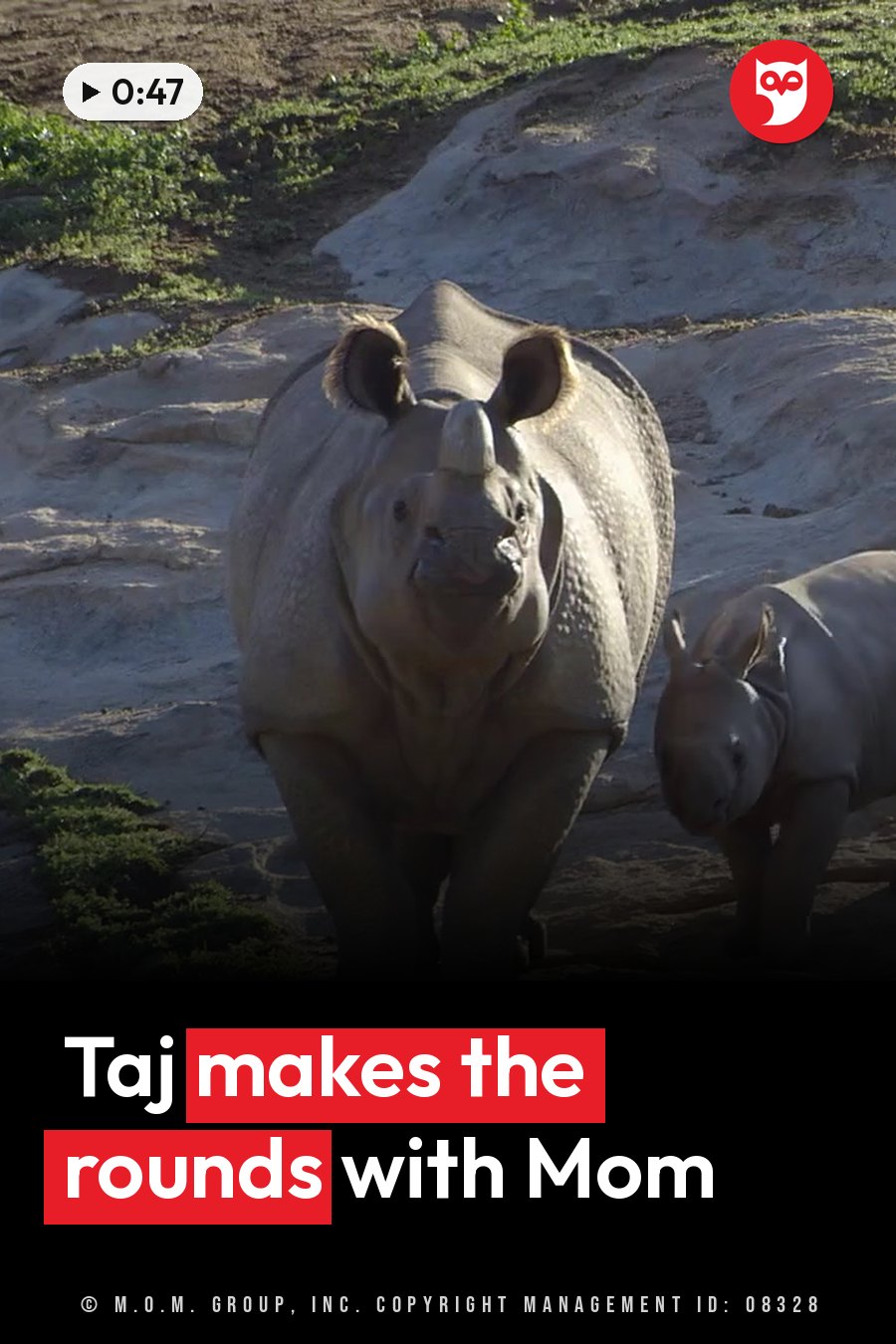 Two rhinos stand near rocky ground with a little greenery; one faces forward and the other looks down. A headline runs in white letters across the lower third.
