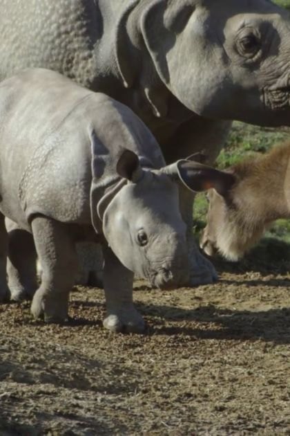 A baby rhinoceros with a grayish-brown coat stands next to an adult rhino and a young antelope in a grassy, natural outdoor habitat under daytime lighting.