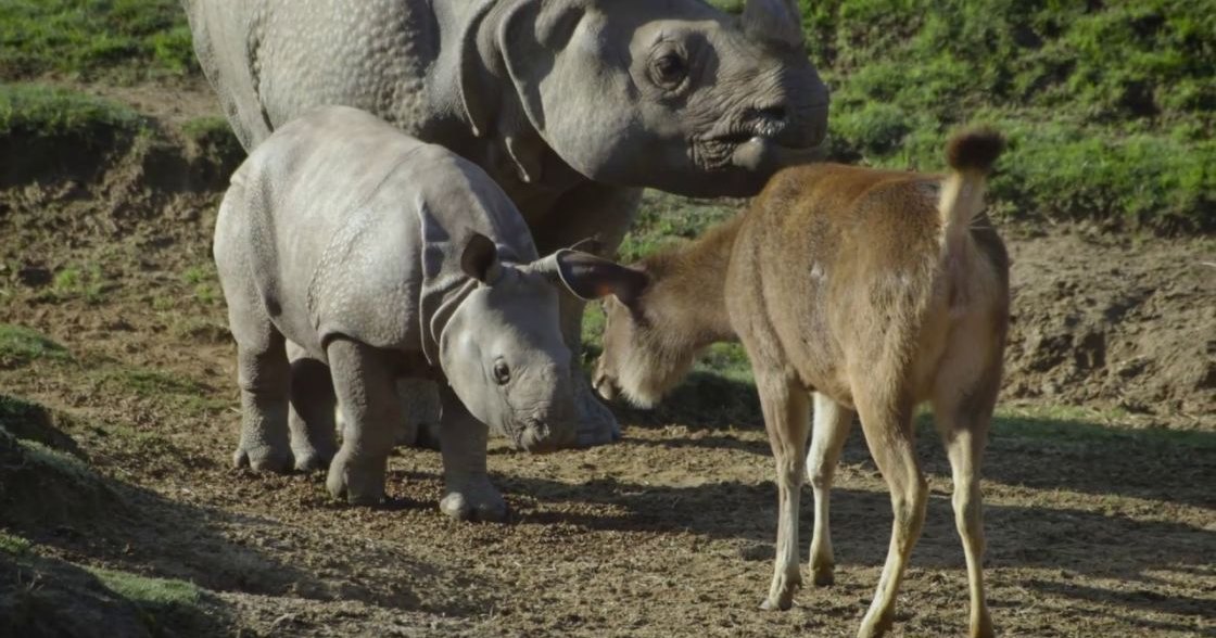 A baby rhinoceros with a grayish-brown coat stands next to an adult rhino and a young antelope in a grassy, natural outdoor habitat under daytime lighting.