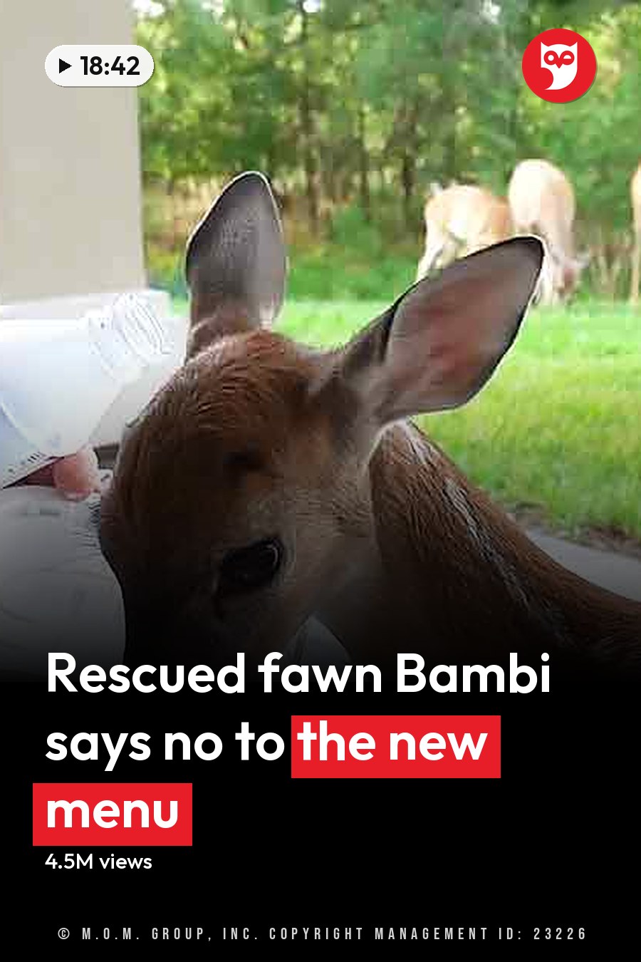 A fawn being bottle-fed by an older adult male in a grassy outdoor area with trees during spring or summer. The headline runs in white letters across the lower third.