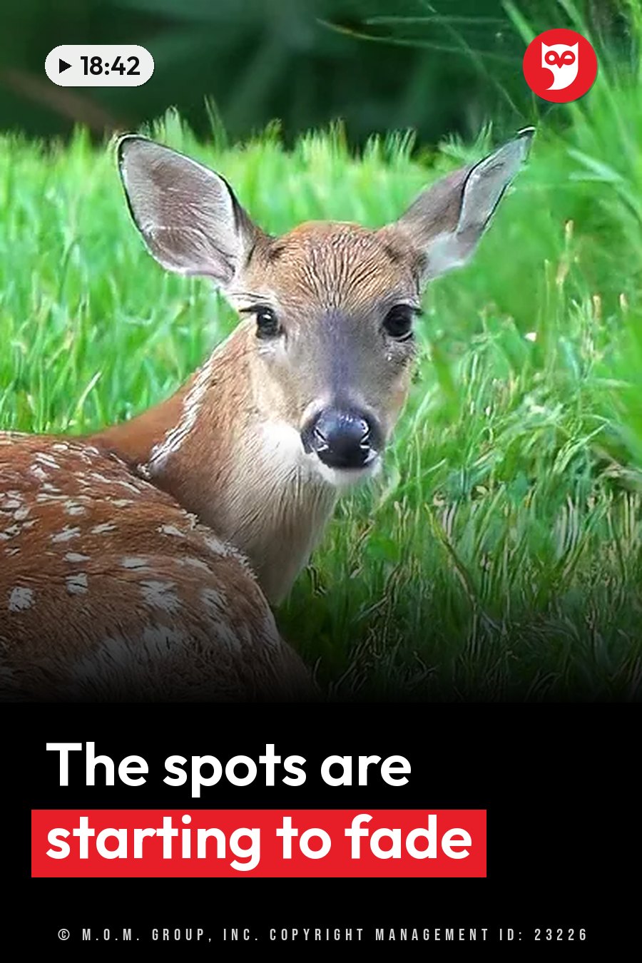 A young deer with white spots sits in green grass and looks straight at the camera. A headline runs in white letters across the lower third.