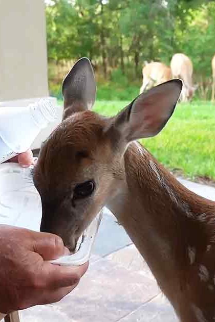 A fawn being bottle-fed by an older adult male in a grassy outdoor area with trees during spring or summer.