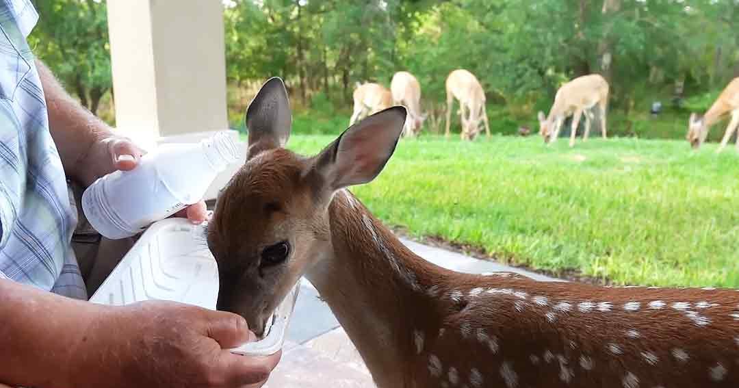 A fawn being bottle-fed by an older adult male in a grassy outdoor area with trees during spring or summer.