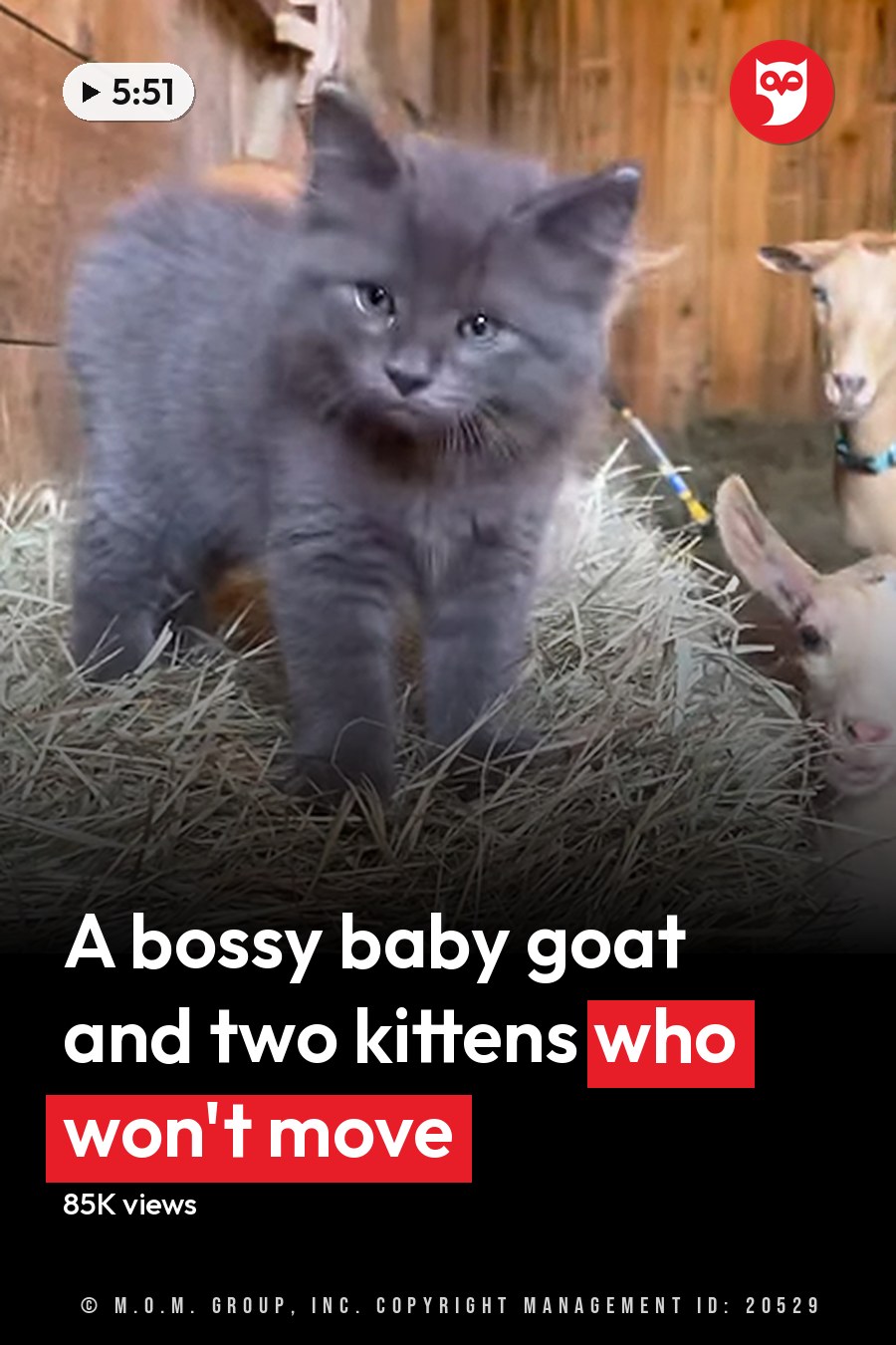 A gray domestic shorthair kitten, possibly an infant, with light brown marked goats in a barn setting under natural daylight. The headline runs in white letters across the lower third.