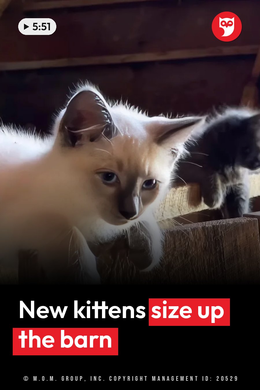 A light-colored kitten with dark eyes peers forward from behind a wooden structure in a barn. A headline runs in white letters across the lower third.