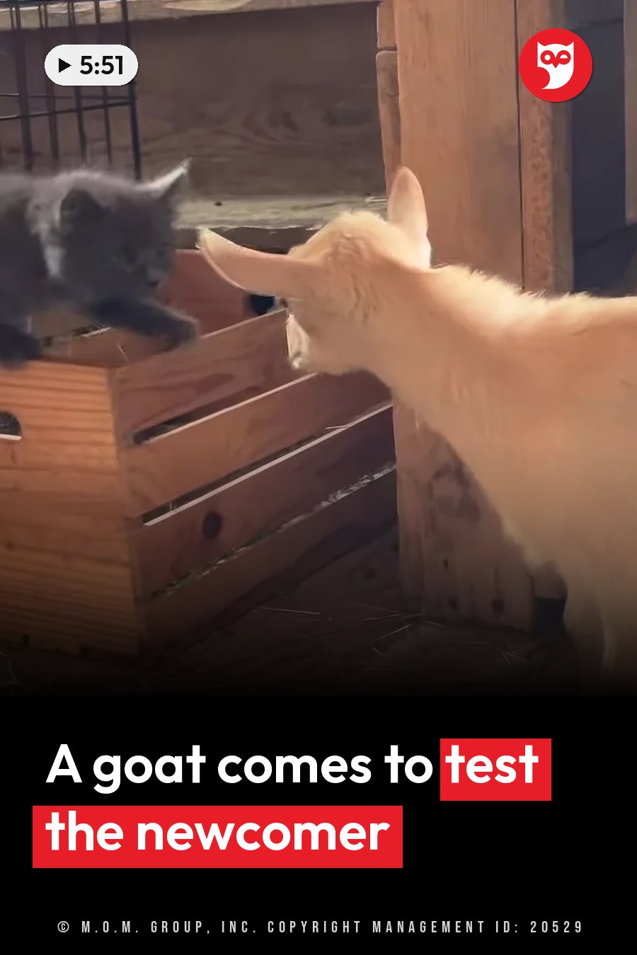 A small gray kitten stands on a wooden crate facing a light-colored goat that leans toward the crate. A headline runs in white letters across the lower third.