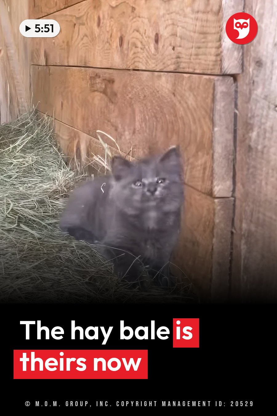A gray kitten sits on hay near wooden walls, looking forward with wide eyes. A headline runs in white letters across the lower third.