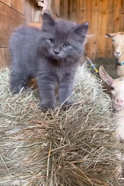 A gray domestic shorthair kitten, possibly an infant, with light brown marked goats in a barn setting under natural daylight.