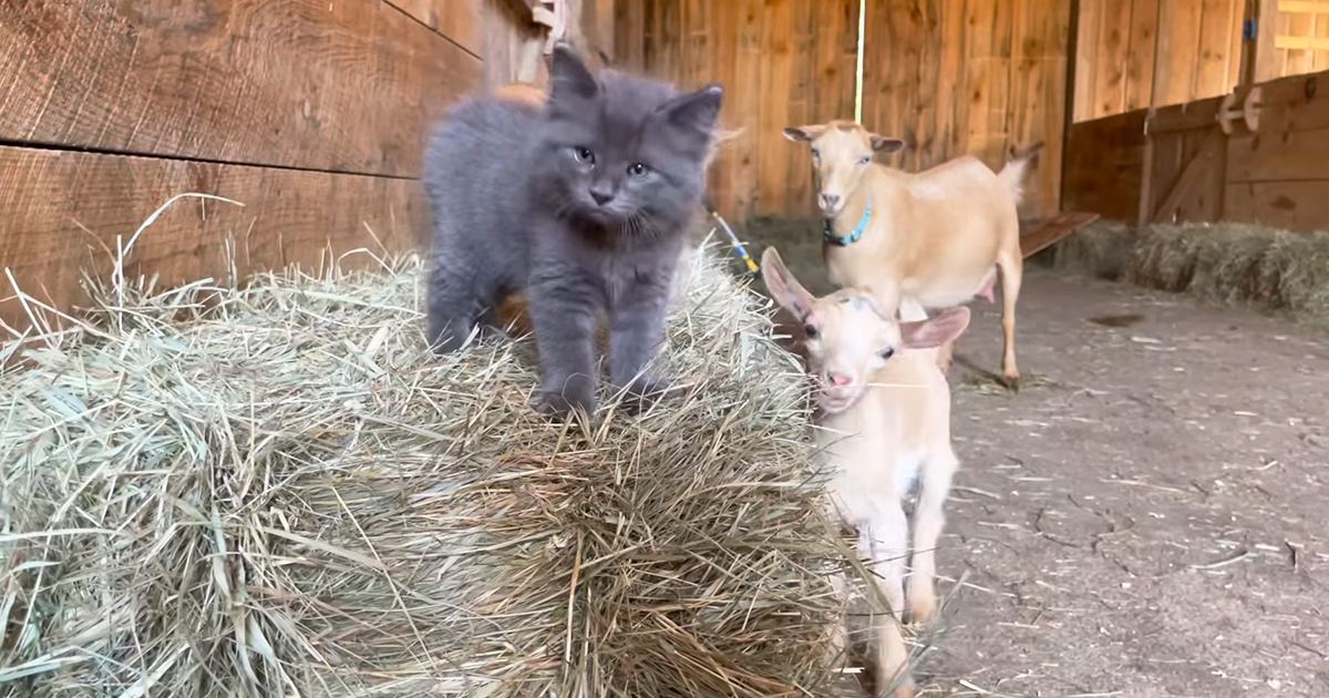 A gray domestic shorthair kitten, possibly an infant, with light brown marked goats in a barn setting under natural daylight.