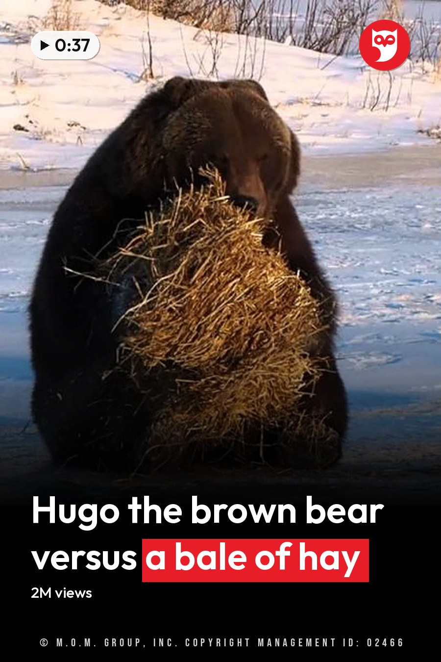 A brown bear holding hay in a snowy landscape with patches of ice and sparse vegetation, suggesting late afternoon winter light. The headline runs in white letters across the lower third.