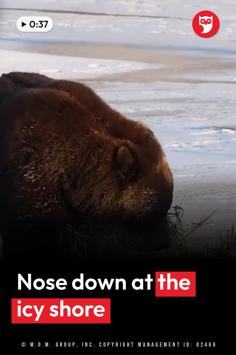 A brown bear stands near icy water with his head lowered toward the grass at the shoreline. A headline runs in white letters across the lower third.