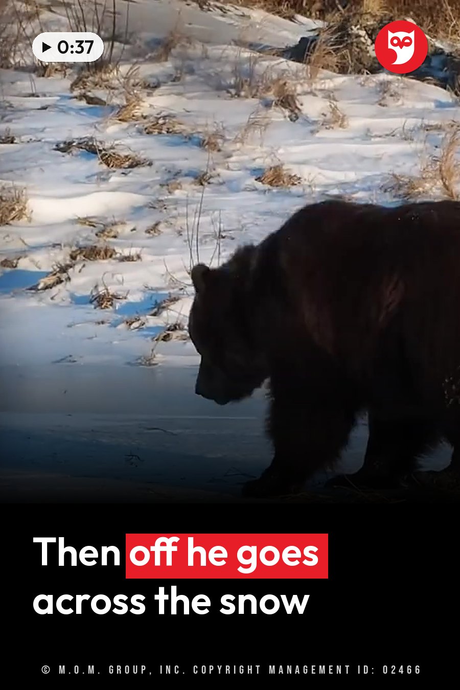 A large dark-furred bear walks across snowy ground with patches of dry grass nearby. A headline runs in white letters across the lower third.