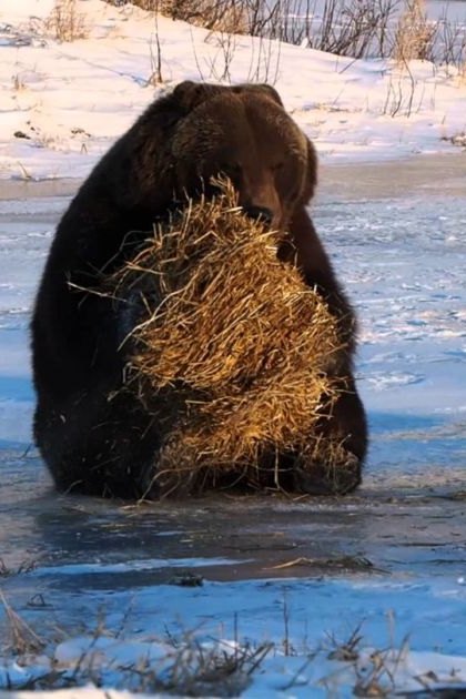 A brown bear holding hay in a snowy landscape with patches of ice and sparse vegetation, suggesting late afternoon winter light.