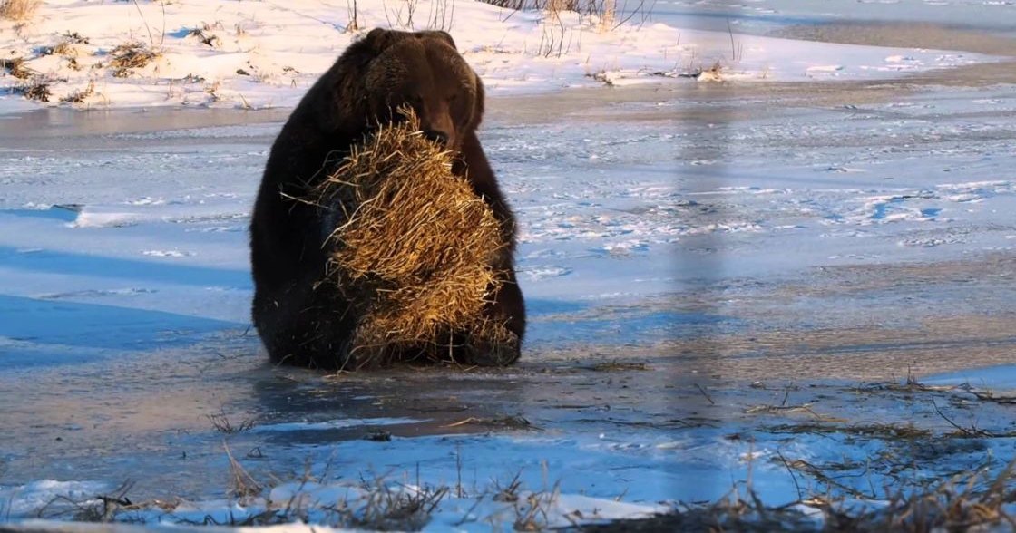 A brown bear holding hay in a snowy landscape with patches of ice and sparse vegetation, suggesting late afternoon winter light.