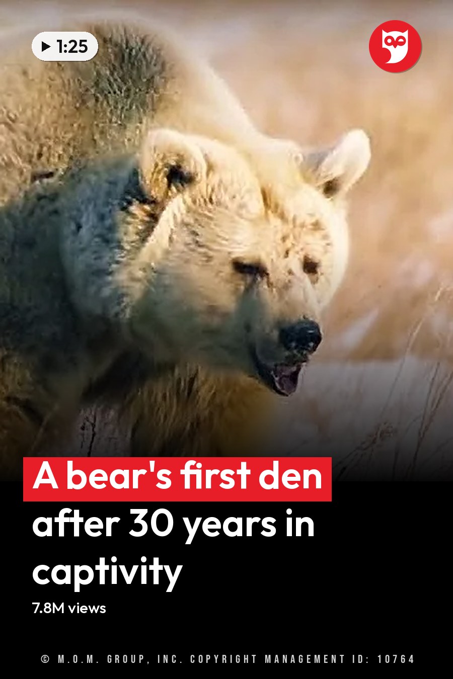 A bear with a thick brown-gray coat, eating or interacting with food on snowy ground in a natural outdoor setting. The headline runs in white letters across the lower third.