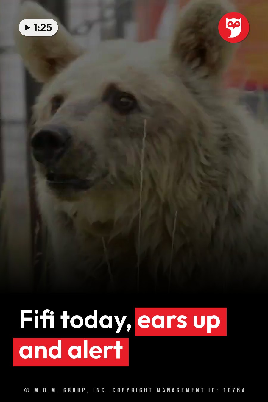 A large bear with light-colored fur looks forward with her head slightly turned and her ears up. A headline runs in white letters across the lower third.