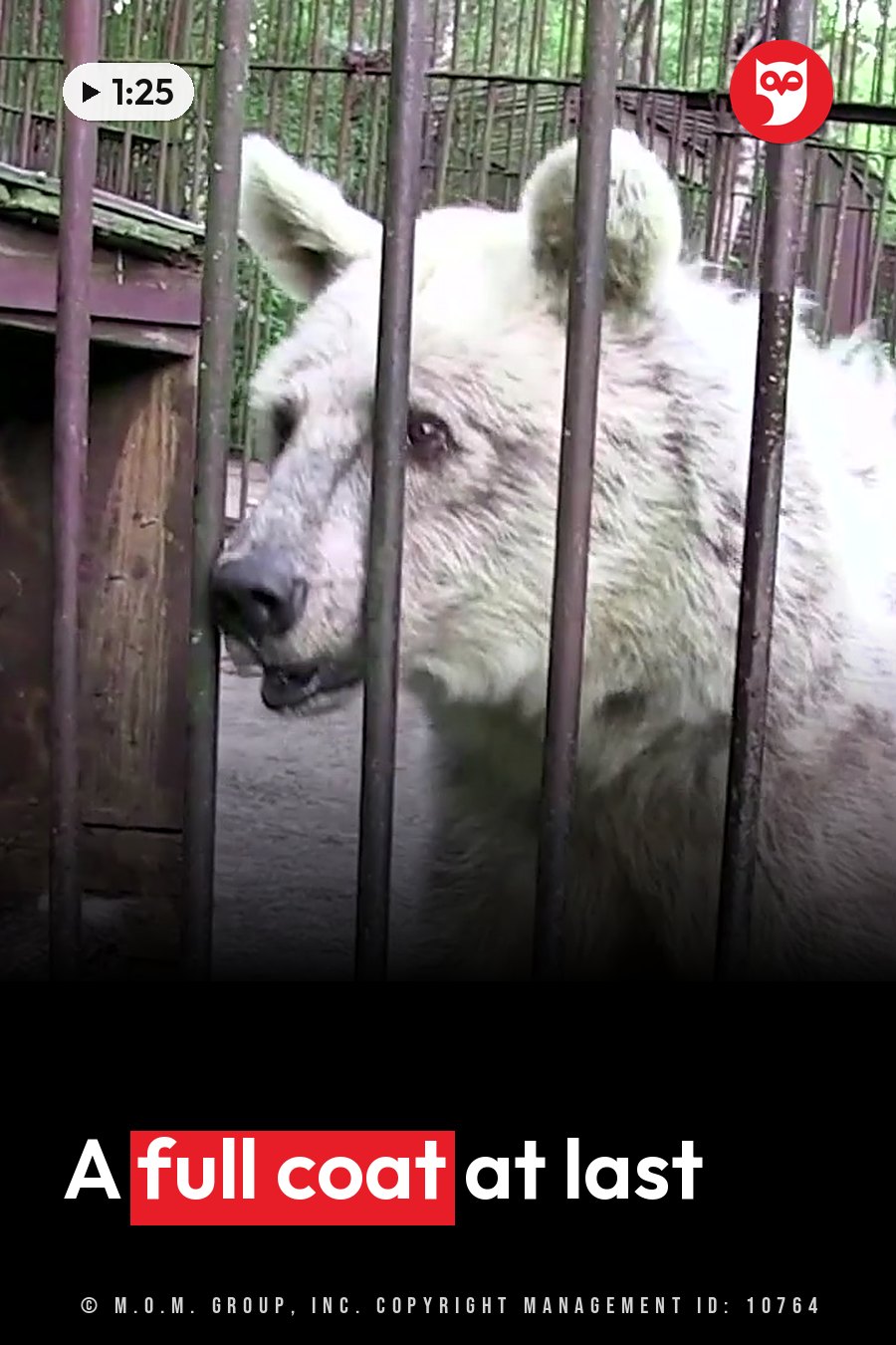 A pale bear looks through metal bars, with wooden structures and green plants behind her. A headline runs in white letters across the lower third.