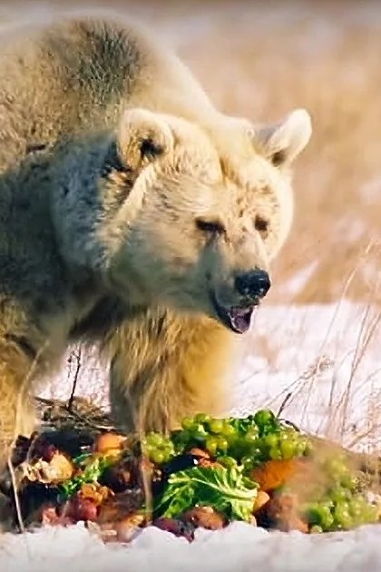 A bear with a thick brown-gray coat, eating or interacting with food on snowy ground in a natural outdoor setting.