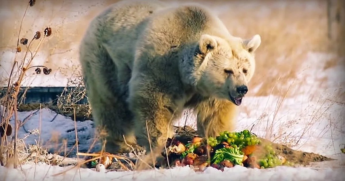 A bear with a thick brown-gray coat, eating or interacting with food on snowy ground in a natural outdoor setting.