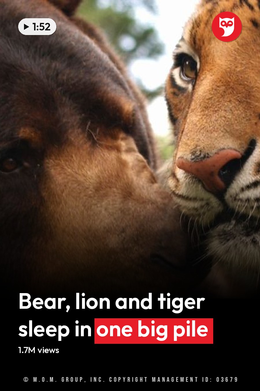 An adult brown bear with dark fur alongside an adult Siberian tiger, both in a natural outdoor setting with trees and sky visible during daytime. The headline runs in white letters across the lower third.