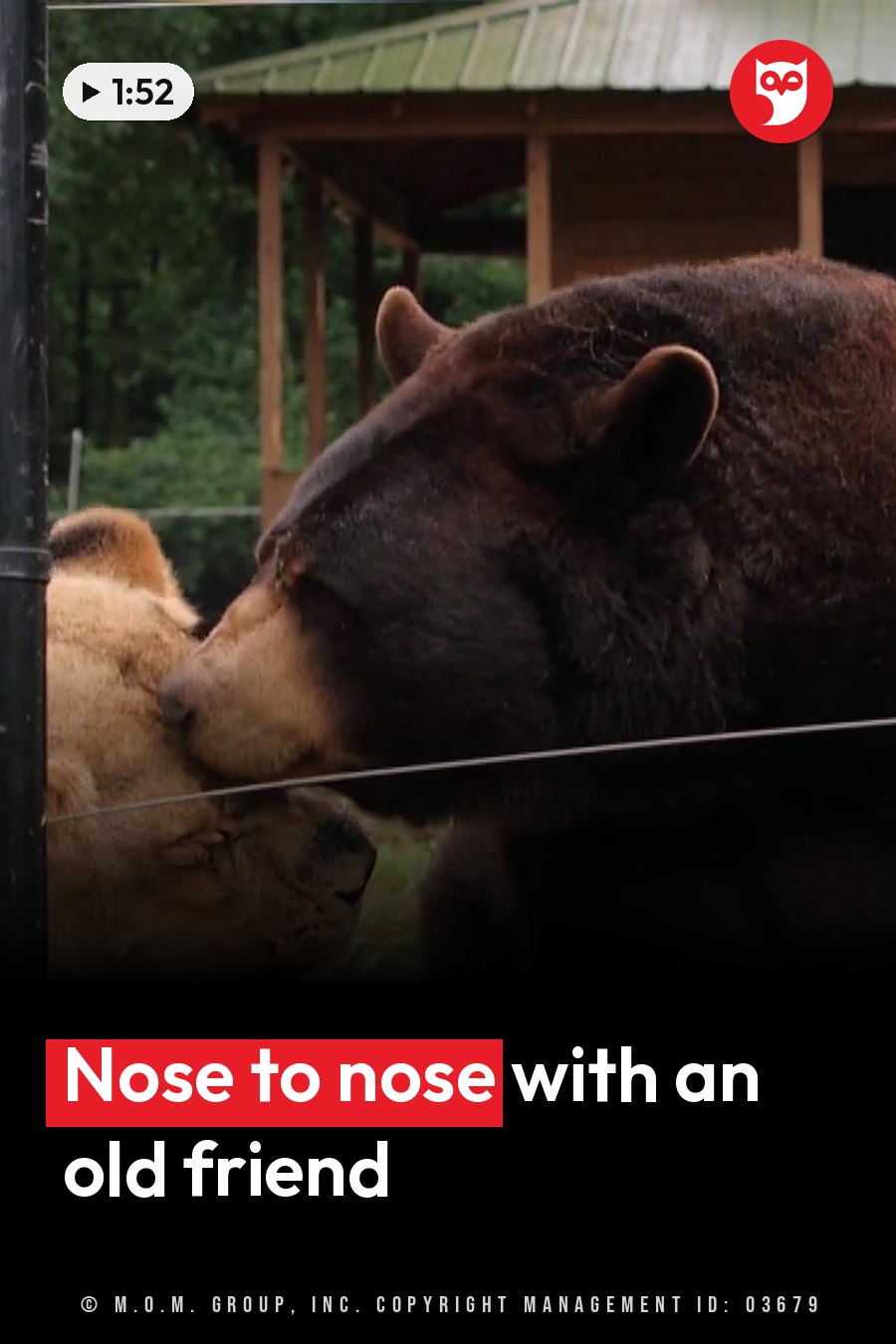 Two animals press their faces together near a fence, with a wooden shelter behind them. A headline runs in white letters across the lower third.