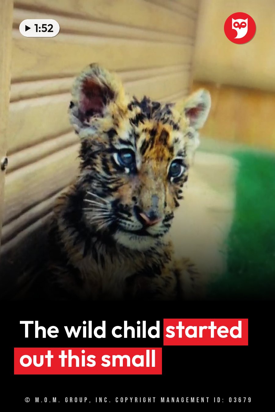 A small tiger cub with wet fur sits by a wooden wall, looking ahead with wide eyes. A headline runs in white letters across the lower third.