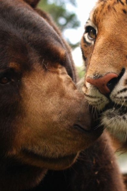 An adult brown bear with dark fur alongside an adult Siberian tiger, both in a natural outdoor setting with trees and sky visible during daytime.